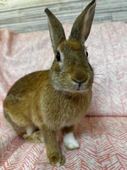 Rescue American and Dutch Rabbits for Adoption in Westerville, Ohio - Zara | PetCurious