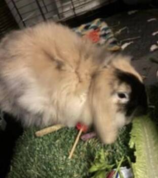 Daisy -  American Fuzzy Lop Rabbit for Adoption in Atlantic Highlands, New Jersey - Daisy | PetCurious