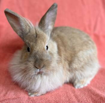 Rescue Bunny Rabbit Rabbits for Adoption in Salinas, California - Butterscotch | PetCurious