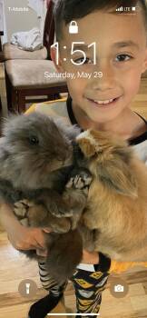 Luna & Peaches -  Lionhead Rabbit for Adoption in Gig Harbor, Washington - Luna & Peaches | PetCurious
