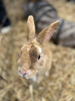 Polish Rabbits Available for Adoption - Chester | PetCurious