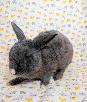 Ashby -  Polish Rabbit for Adoption in Lake Elsinore, California - Ashby | PetCurious