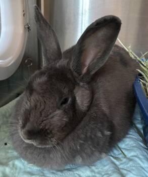 Mr. Bunny -  Bunny Rabbit Rabbit for Adoption - Mr. Bunny | PetCurious