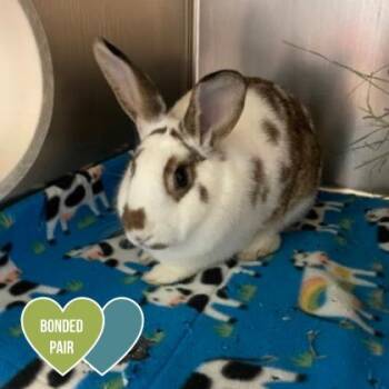 English Spot Rabbits Available for Adoption in Sacramento, California - Opal | PetCurious