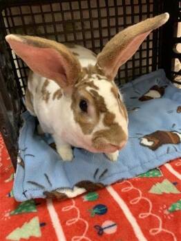 Bunny Rabbit and Mini Rex Rabbits Available for Adoption in Fairbanks, Alaska - MIKE | PetCurious