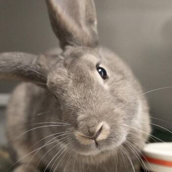 Moby -  Lilac Rabbit for Adoption in Kennesaw, Georgia - Moby | PetCurious