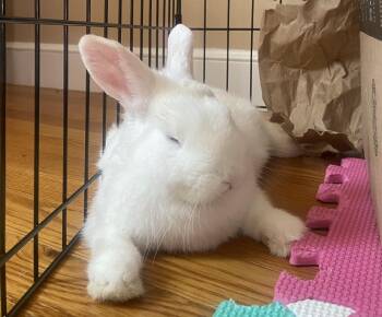 Dwarf Rabbits Available for Adoption in Westford, Massachusetts - Cheesecake | PetCurious