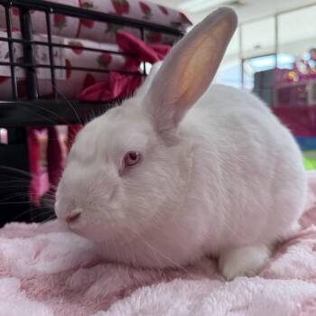 New Zealand Rabbits Available for Adoption in Saint Charles, Missouri - Gravy Boat | PetCurious