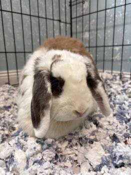 Mini Lop Rabbits Available for Adoption in Fall River, Massachusetts - Peanut Butter Fudge | PetCurious