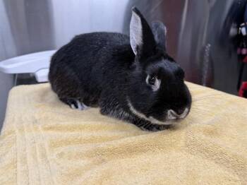 OTTO -  Bunny Rabbit Rabbit for Adoption in Fairbanks, Alaska - OTTO | PetCurious