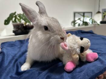 Rescue Bunny Rabbit Rabbits for Adoption in Los Angeles, California - Princess | PetCurious