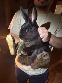 Bunny Rabbit Rabbits Available for Adoption in San Antonio, Texas - ANTHONY HOPKINS | PetCurious