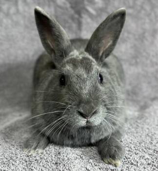 Yoshi -  Bunny Rabbit Rabbit for Adoption in Salinas, California - Yoshi | PetCurious