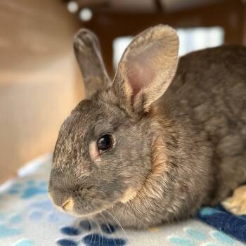 Rescue American Rabbits for Adoption in Kanab, Utah - Petunia | PetCurious