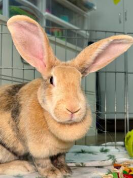Harlequin Rabbits Available for Adoption - Nectarine | PetCurious