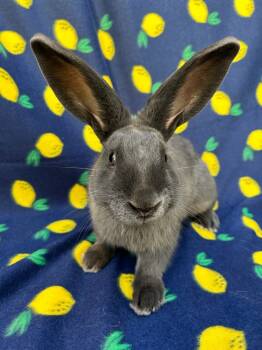 Rescue Rex and Lop Eared Rabbits for Adoption in Gainesville, Florida - Canoe | PetCurious