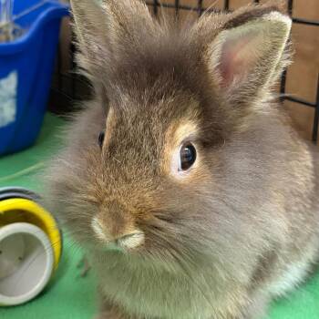 Sahara -  Lionhead Rabbit for Adoption in Oshkosh, Wisconsin - Sahara | PetCurious
