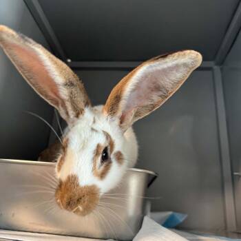 Mr.Hops M12522 -  Checkered Giant Rabbit for Adoption - Mr.Hops M12522 | PetCurious