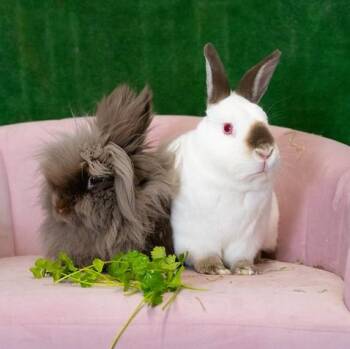 Fish and Chips -  Lionhead and Himalayan Rabbit Available for Adoption in Chicago, Illinois - Fish And Chips | PetCurious