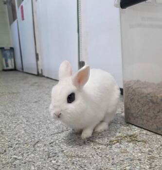 Tony Rice -  Hotot Rabbit for Adoption in Crystal Lake, Illinois - Tony Rice | PetCurious