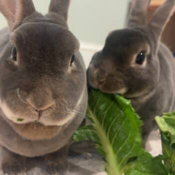Thyme with Patrick -  Rex Rabbit for Adoption in Manchester, Connecticut - Thyme With Patrick | PetCurious