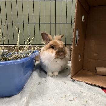 Beans -  Lionhead Rabbit for Adoption in Bedford, New Hampshire - Beans | PetCurious