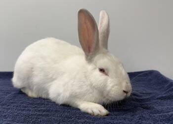Sorbet -  New Zealand Rabbit for Adoption in Westford, Massachusetts - Sorbet | PetCurious
