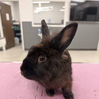 Hobgoblin -  Lionhead Rabbit for Adoption in North Little Rock, Arkansas - Hobgoblin | PetCurious