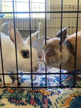 Rescue Hotot and Harlequin Rabbits for Adoption in Los Angeles, California - Bonnie & Logan | PetCurious