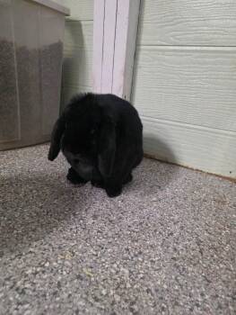 Black Beauty -  Lop Eared Rabbit for Adoption in Crystal Lake, Illinois - Black Beauty | PetCurious