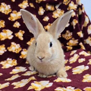 Oolong -  American and Palomino Rabbit for Adoption in Evansville, Indiana - Oolong | PetCurious