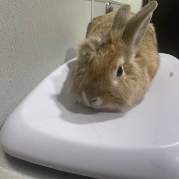 Harlequin Rabbits Available for Adoption - Radiant | PetCurious