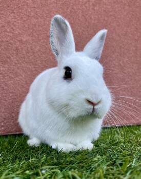 Rescue Bunny Rabbit Rabbits for Adoption in San Francisco, California - LIME | PetCurious