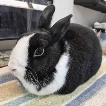 Dutch Rabbits Available for Adoption in San Diego, California - Pomelo | PetCurious