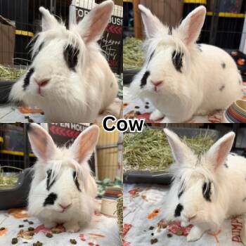 Cow -  Lionhead and English Spot Rabbit for Adoption in Ripon, California - Cow | PetCurious