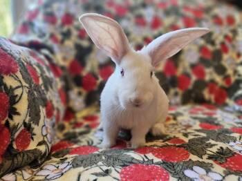 Ash -  American Rabbit for Adoption in Folsom, California - Ash | PetCurious