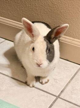 Daphne (was Yohanna) -  Dutch Rabbit for Adoption in Santa Cruz, California - Daphne (was Yohanna) | PetCurious