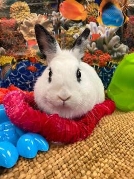 Poppy -  Hotot Rabbit Available for Adoption in Youngstown, Ohio - Poppy | PetCurious