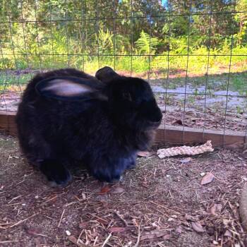 Eliora -  American Rabbit for Adoption in Freeport, Florida - Eliora | PetCurious