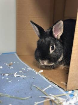 Kuromi -  Bunny Rabbit Rabbit for Adoption in Montreal, Quebec - Kuromi | PetCurious