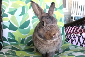 Rescue American Rabbits for Adoption in IND HILLSIDE, New Jersey - Russell | PetCurious