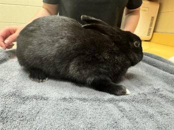 NOIR -  Bunny Rabbit Rabbit for Adoption in Colorado Springs, Colorado - NOIR | PetCurious
