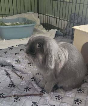 Thistle -  Lionhead and Lop Eared Rabbit for Adoption in Naples, Florida - Thistle | PetCurious