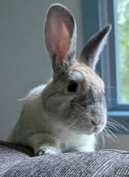 Bill -  American Rabbit for Adoption in Lowell, Massachusetts - Bill | PetCurious