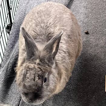 Rescue Silver Marten and Rex Rabbits for Adoption in Jefferson, Louisiana - Sterling | PetCurious
