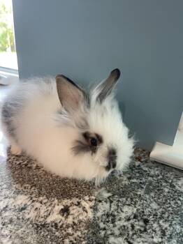 Angora Rabbit Rabbits Available for Adoption - Holly Cashmere | PetCurious