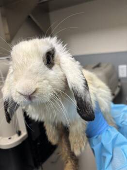 MARSHMELO -  Bunny Rabbit Rabbit for Adoption in Las Vegas, Nevada - MARSHMELO | PetCurious