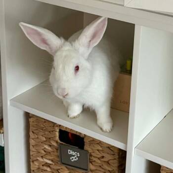 Bunny -  New Zealand Rabbit for Adoption in Bishopville, South Carolina - Bunny | PetCurious