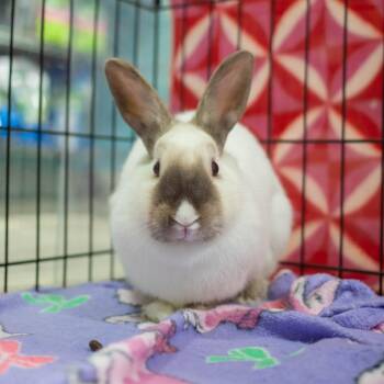 Sidney -  American Sable and Dutch Rabbit for Adoption in San Diego, California - Sidney | PetCurious