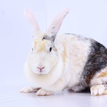 Rescue Harlequin Rabbits for Adoption in Dayton, Ohio - Marion | PetCurious